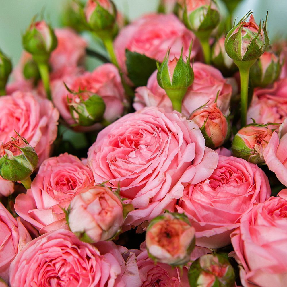 монобукет 9 кустовых роз "femke" №2  в упаковке 