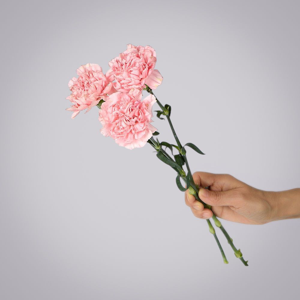 гвоздика розовая 3ст 