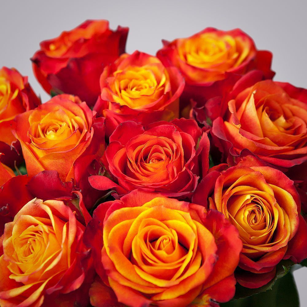 монобукет из 11 эквадорских роз "atomic" под ленту 