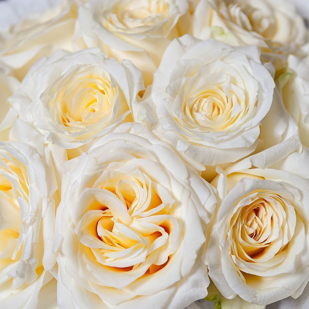 монобукет из 11 пионовидных роз "candlelight" в белой упаковке с тишью 