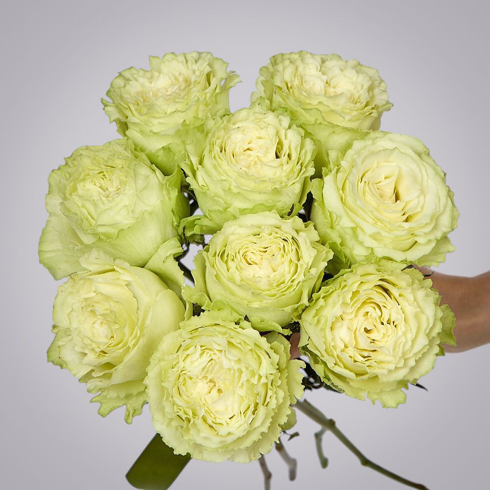 монобукет 9 пионовидных роз "lemonade" под ленту 