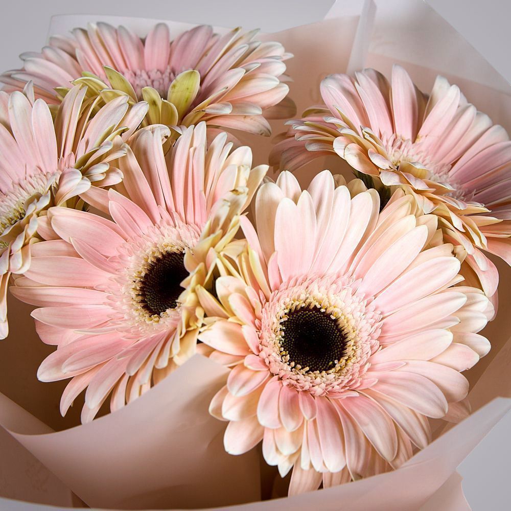 монобукет из 5 гербер моно 