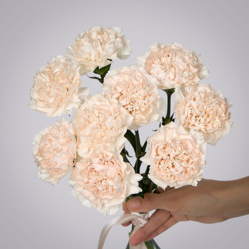 монобукет из 9 кремовых гвоздик под ленту 