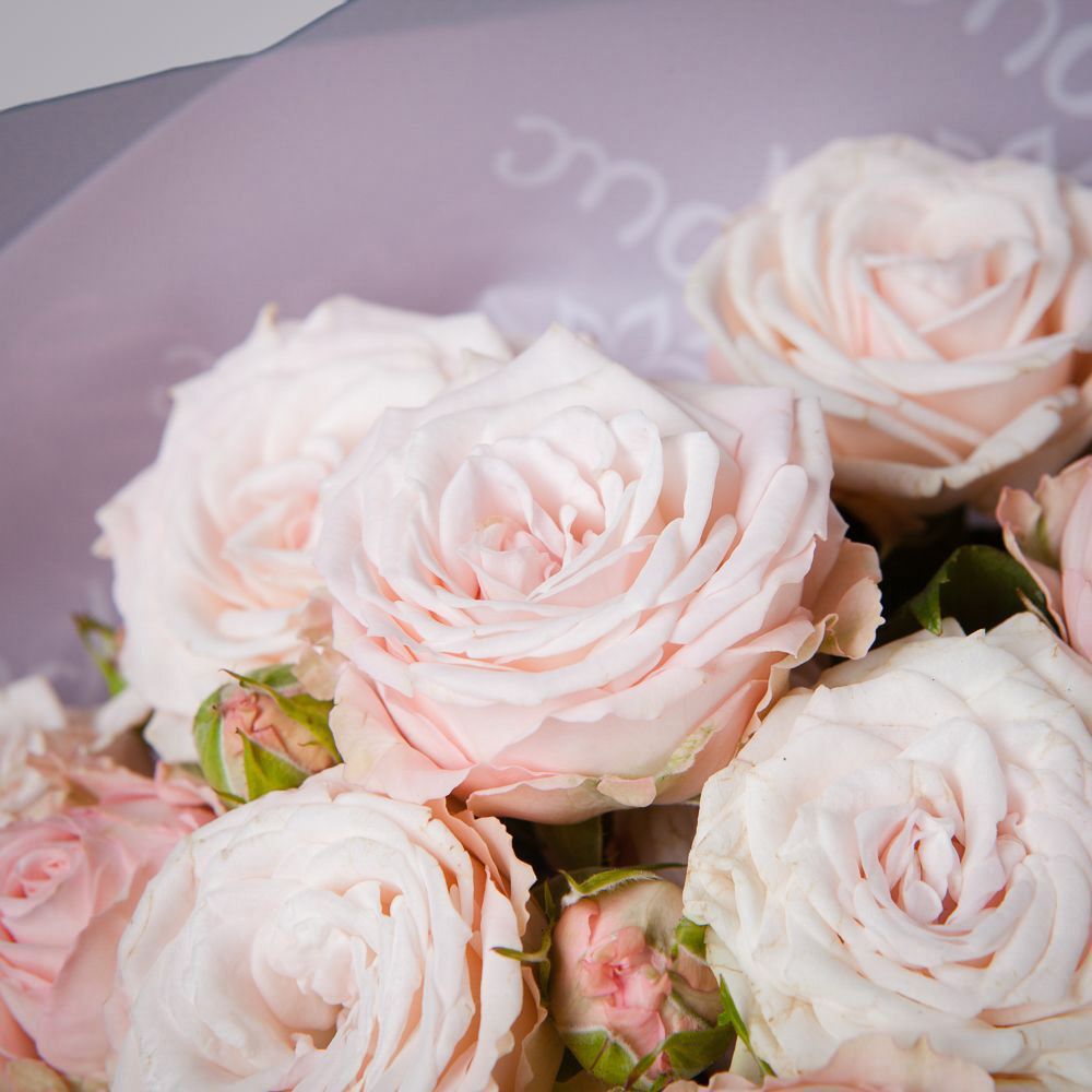 монобукет 5 кустовых роз "aerobic" в упаковке 