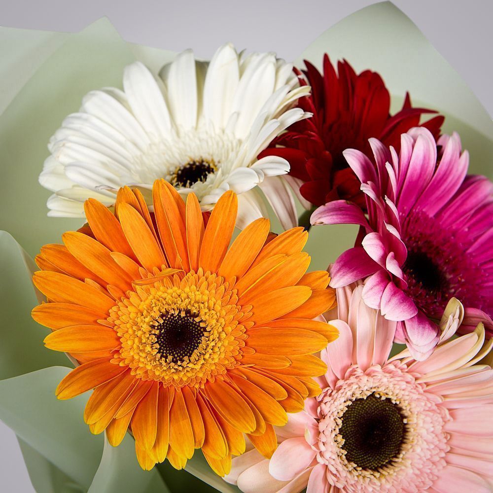 монобукет из 5 гербер микс в упаковке 