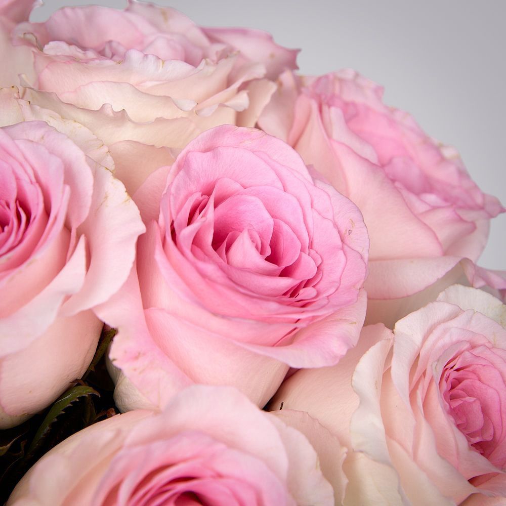 монобукет 11 пионовидных роз "mandala" под ленту 