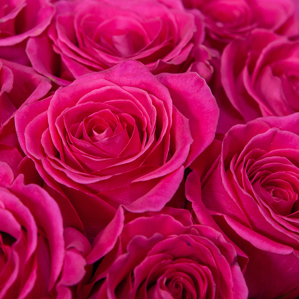 монобукет 17 роз "pink floyd" под ленту 