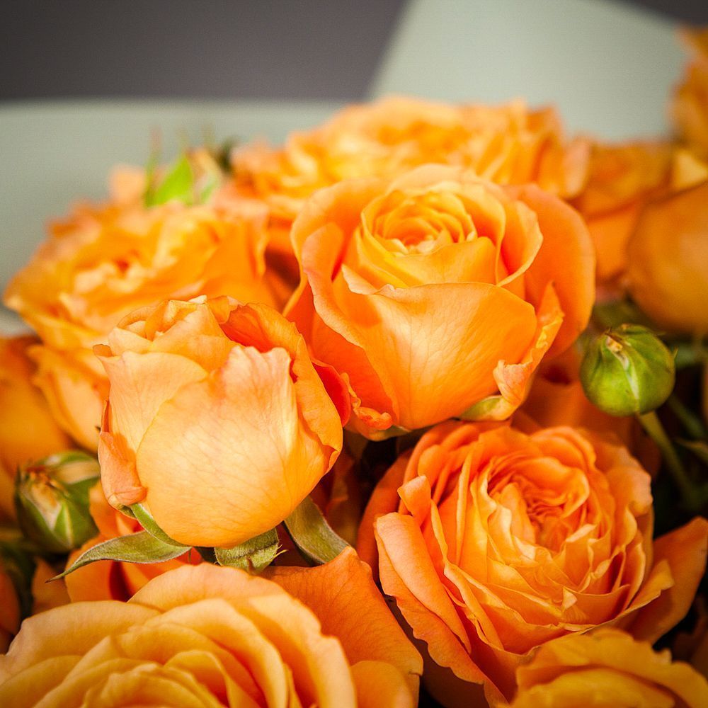 монобукет 9 кустовых роз "apricot lace"  в упаковке 