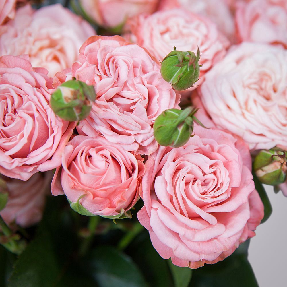 монобукет 5 роз "madam bombastic" под ленту 