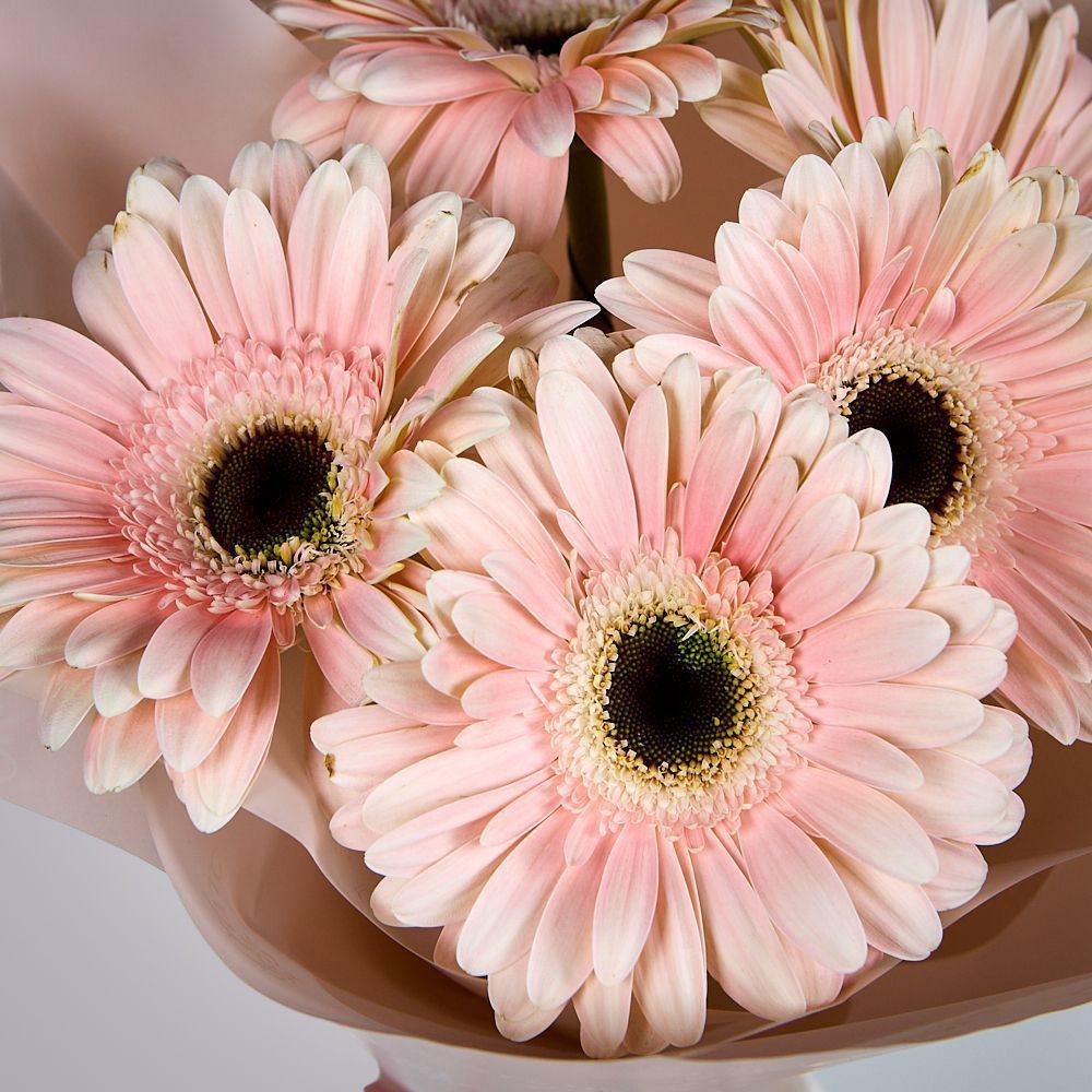 монобукет из 5 гербер моно 