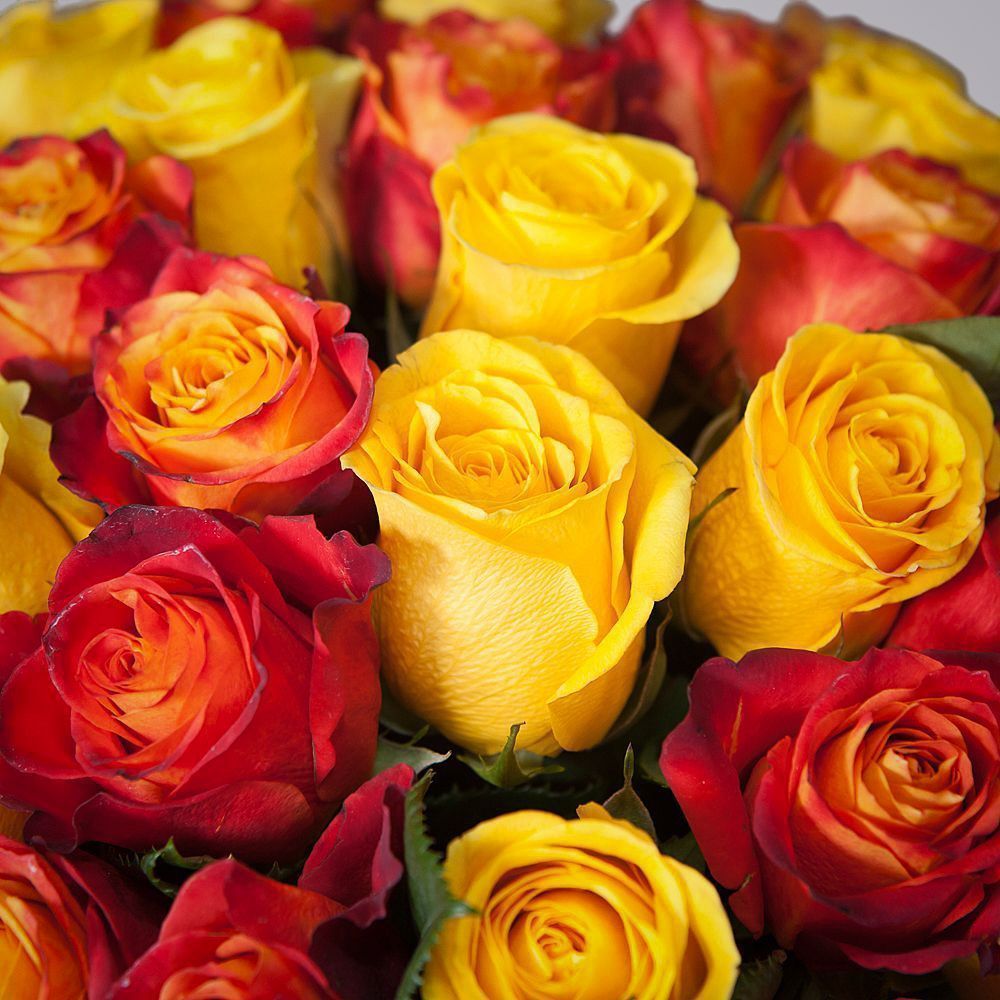 монобукет 51 роза микс-4 под ленту 