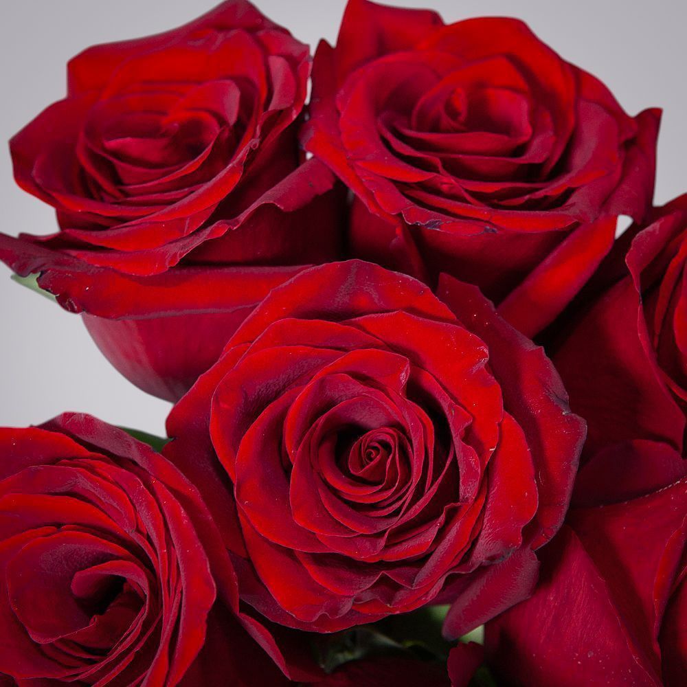 монобукет 9 роз "explorer" под ленту 