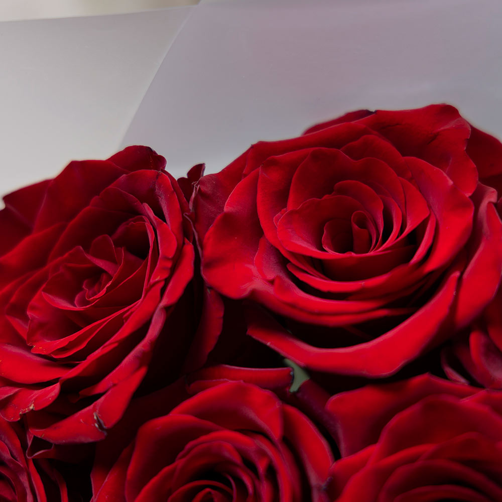 букет из 11 бордовых эквадорских роз 