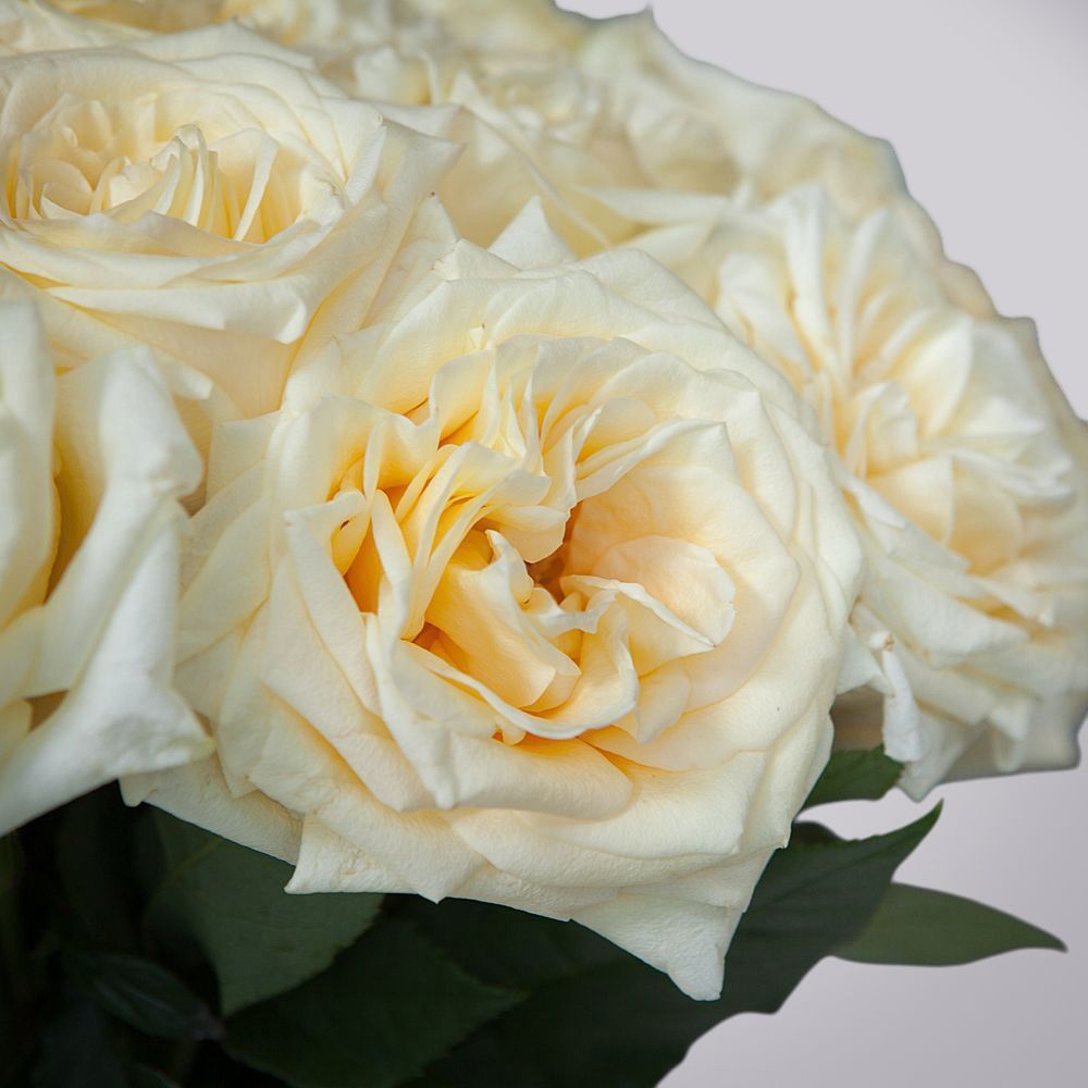 монобукет из 25 пионовидных роз "candlelight" под ленту 