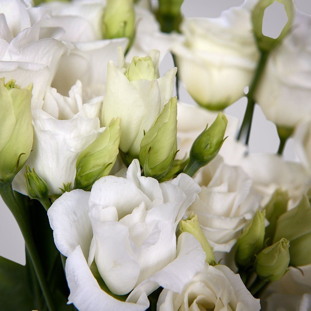 монобукет из 5 белых лизиантусов под ленту 