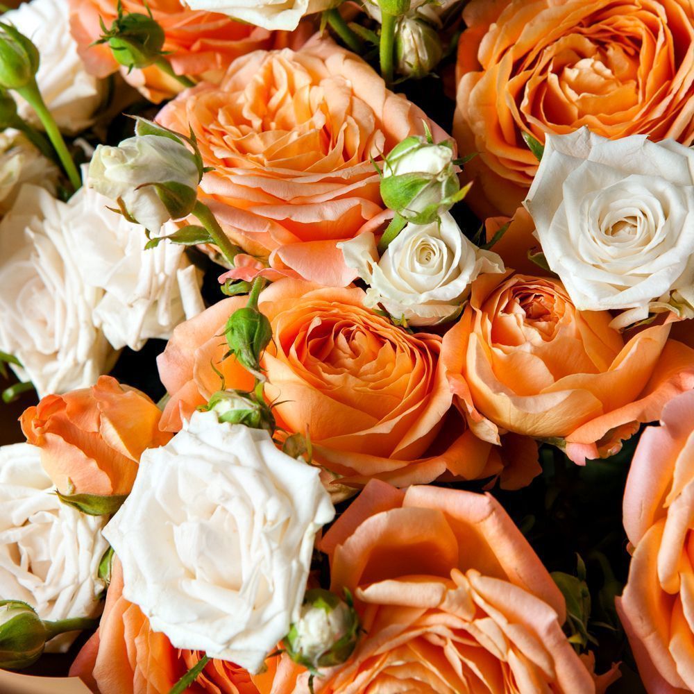 монобукет 9 кустовых роз в упаковке с тишью  монобукет 9 кустовых роз в упаковке с тишью