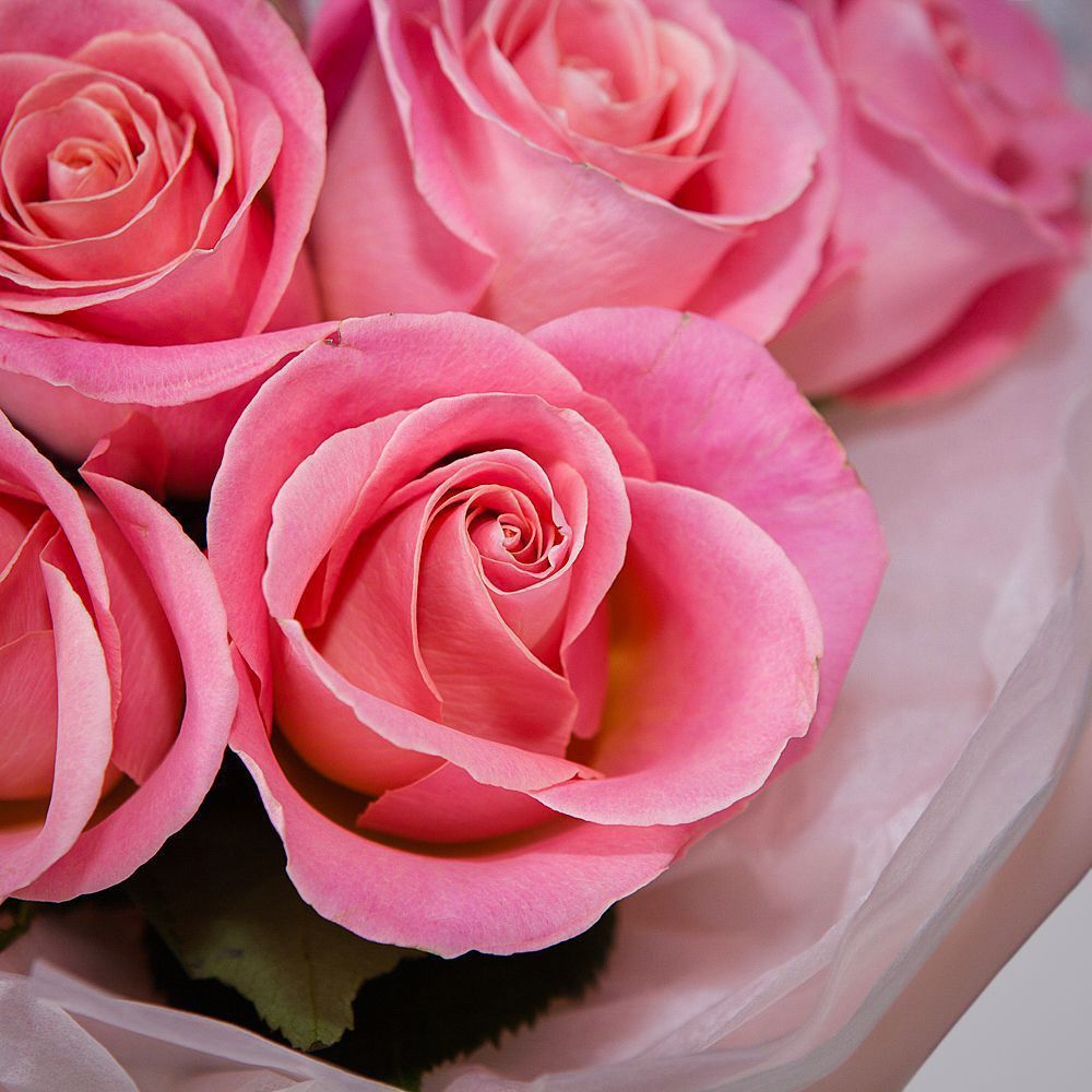 монобукет 9 роз "hermosa" в упаковке с тишью 