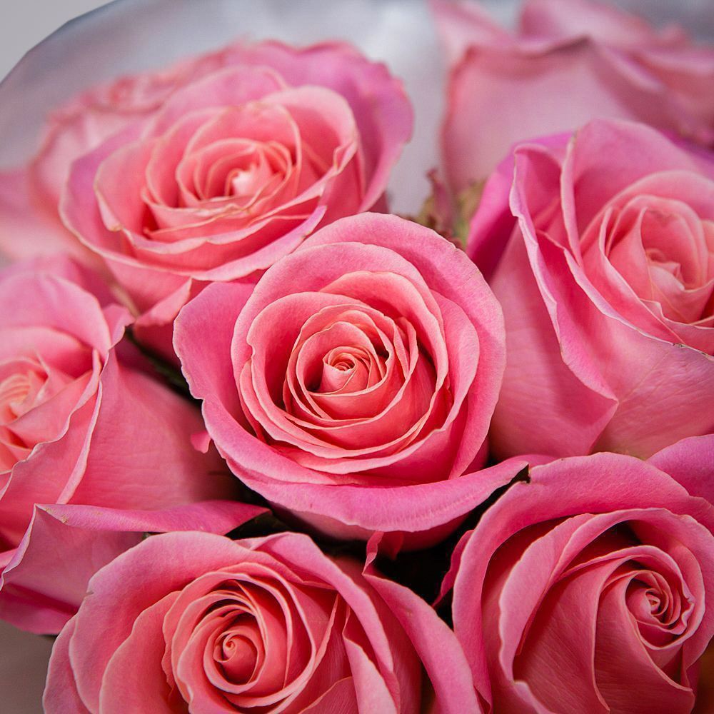 монобукет 9 роз "hermosa" в упаковке с тишью 