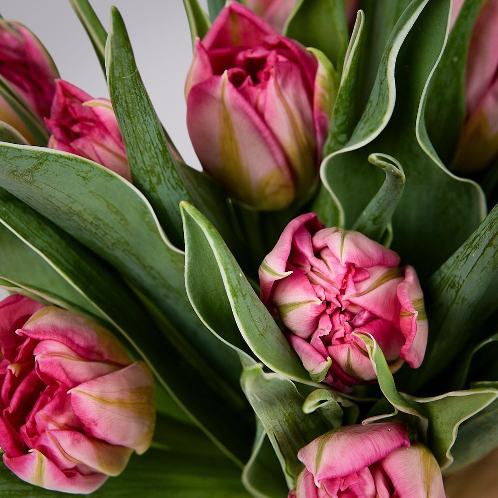 монобукет из 11 розовых тюльпанов в упаковке 