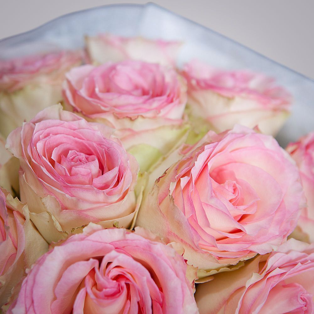 монобукет 11 роз «esperance» в упаковке с тишью  монобукет 11 роз «esperance» в упаковке с тишью