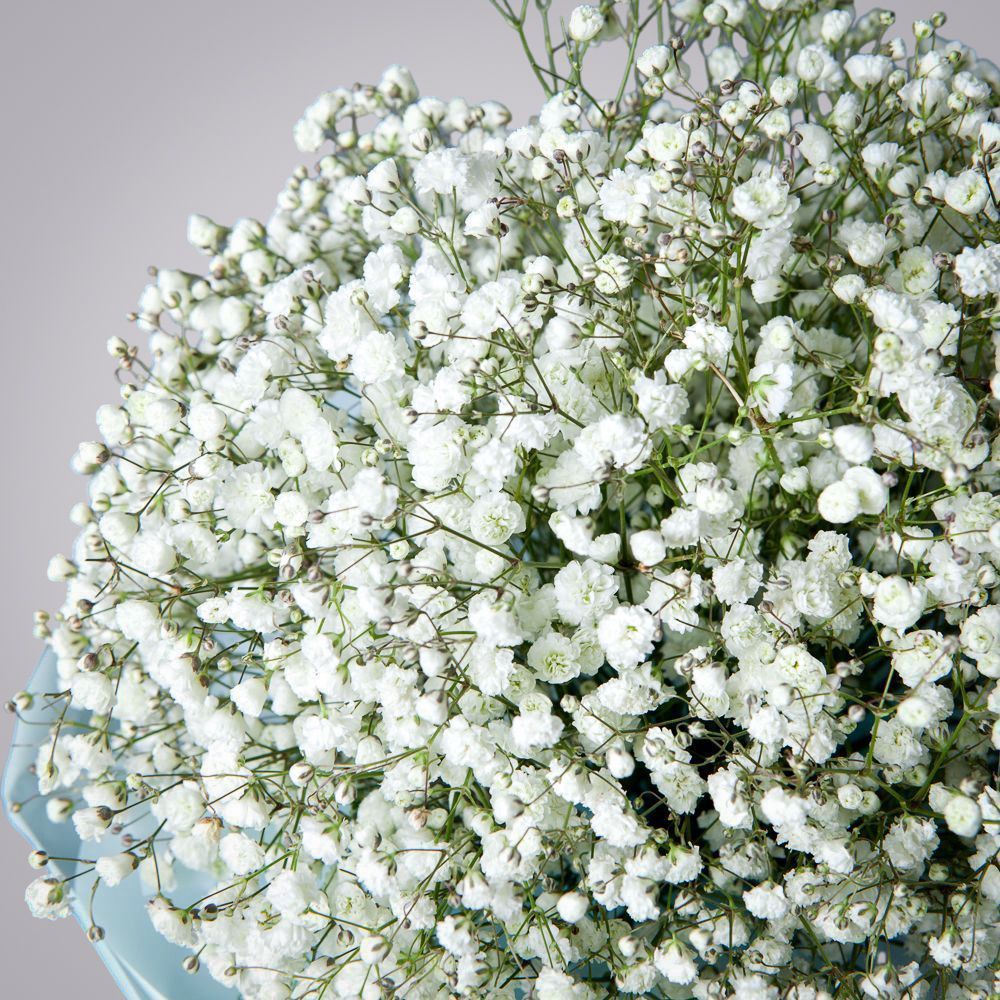 монобукет из 7 белых гипсофил 