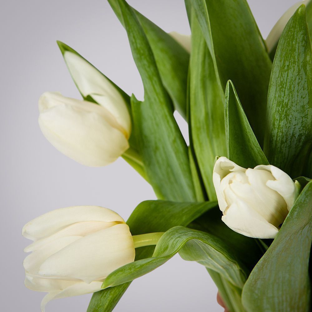 монобукет из 11 белых тюльпанов под ленту 