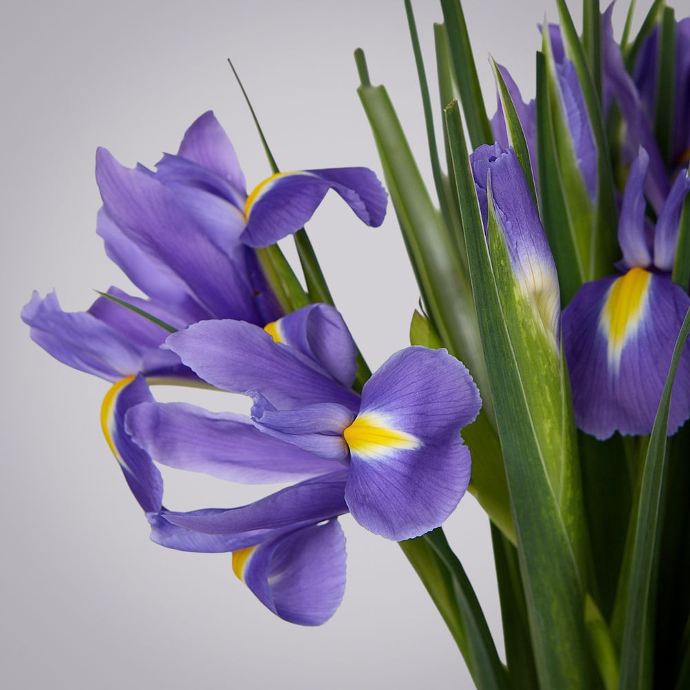 монобукет из 11 синих ирисов под ленту 