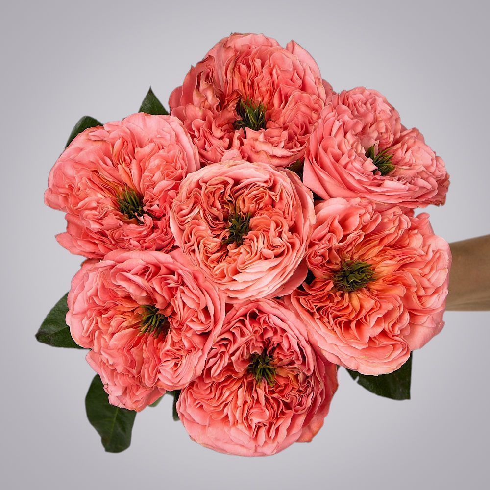 монобукет 7 пионовидных роз "mandarin x-pression" под ленту 