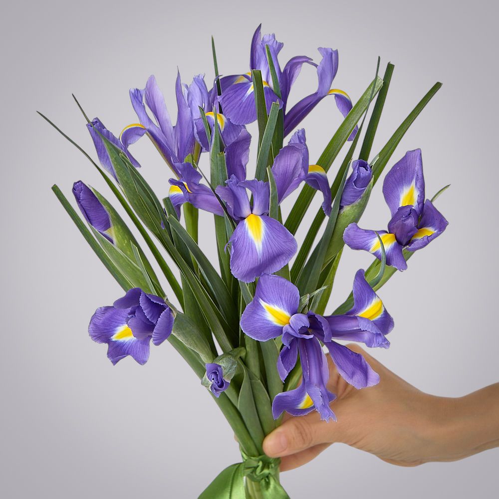 монобукет из 11 синих ирисов под ленту 