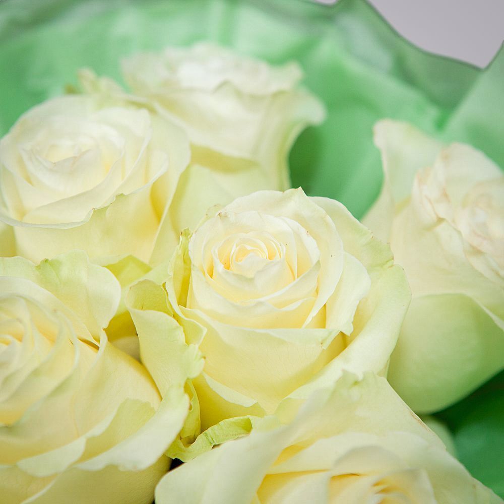 монобукет 9 роз "mondial" в светло-зеленой упаковке с тишью 