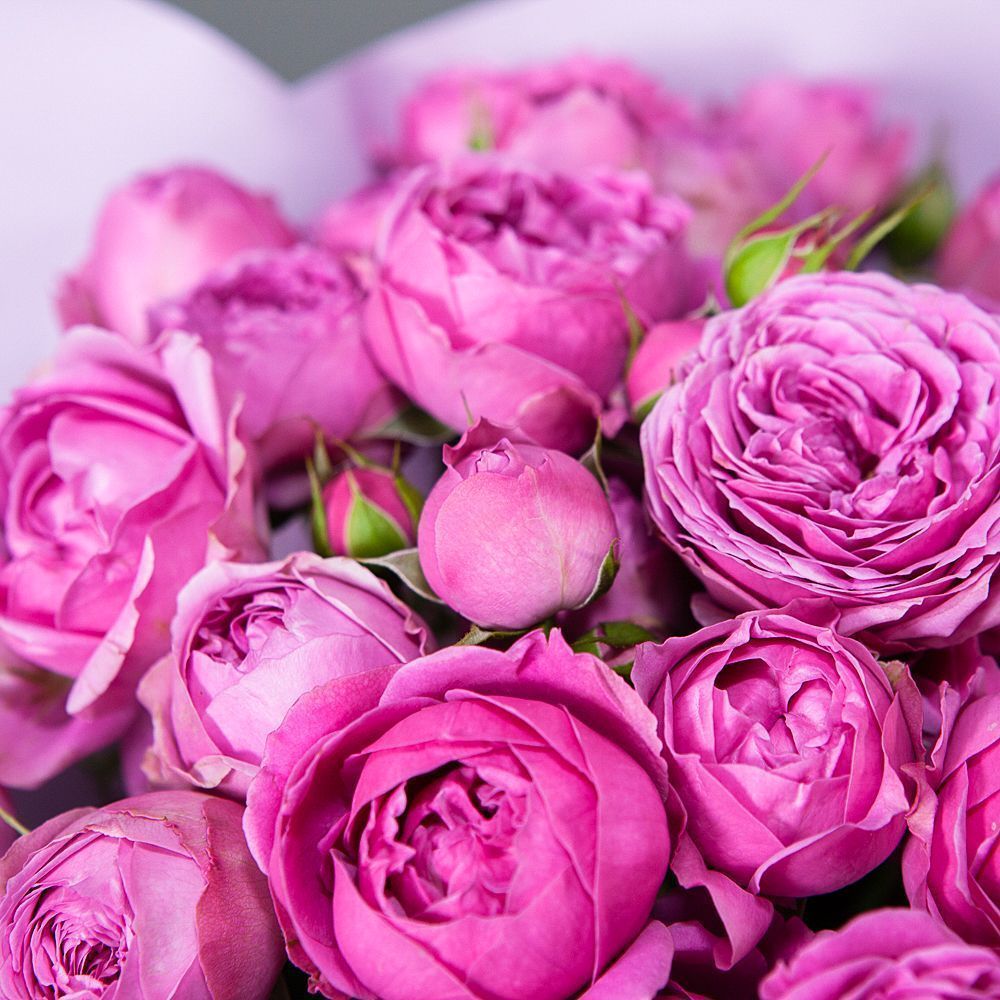 монобукет 9 кустовых роз "misty bubbles"  в упаковке 