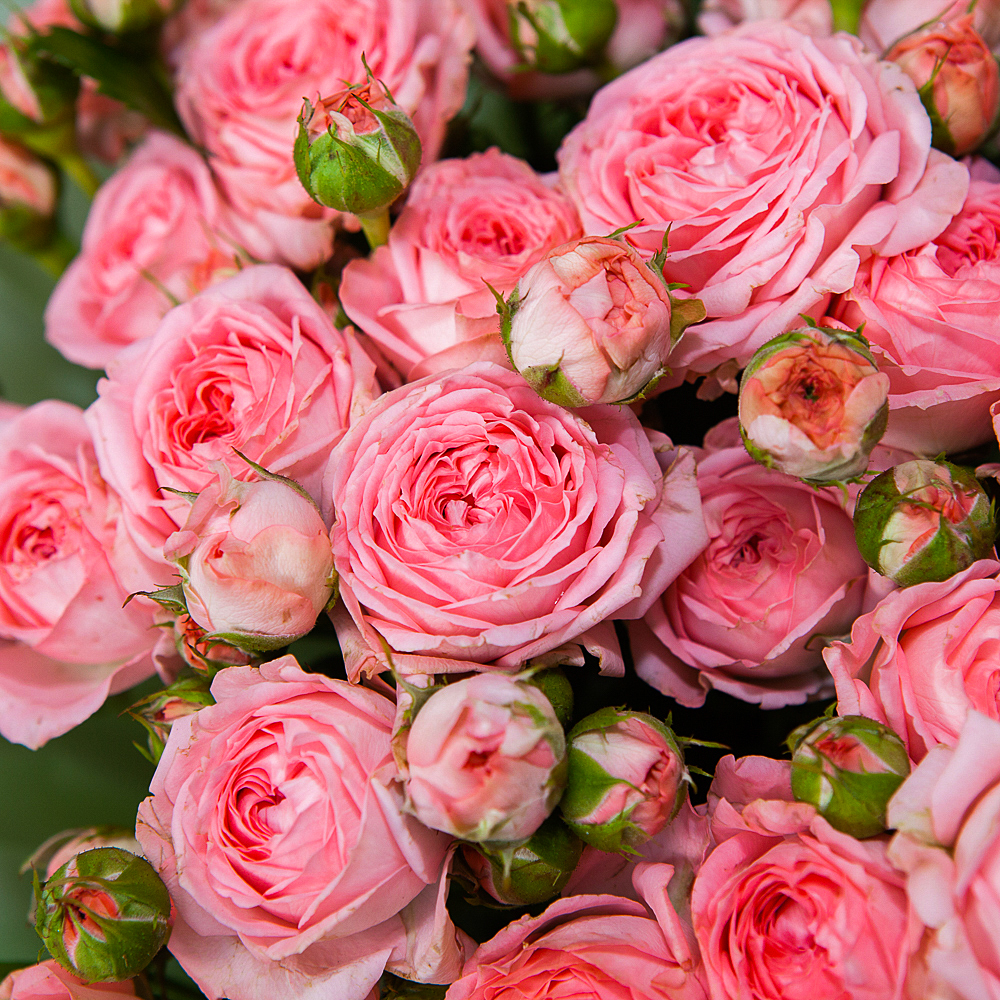 монобукет 9 кустовых роз "femke" №2  в упаковке 