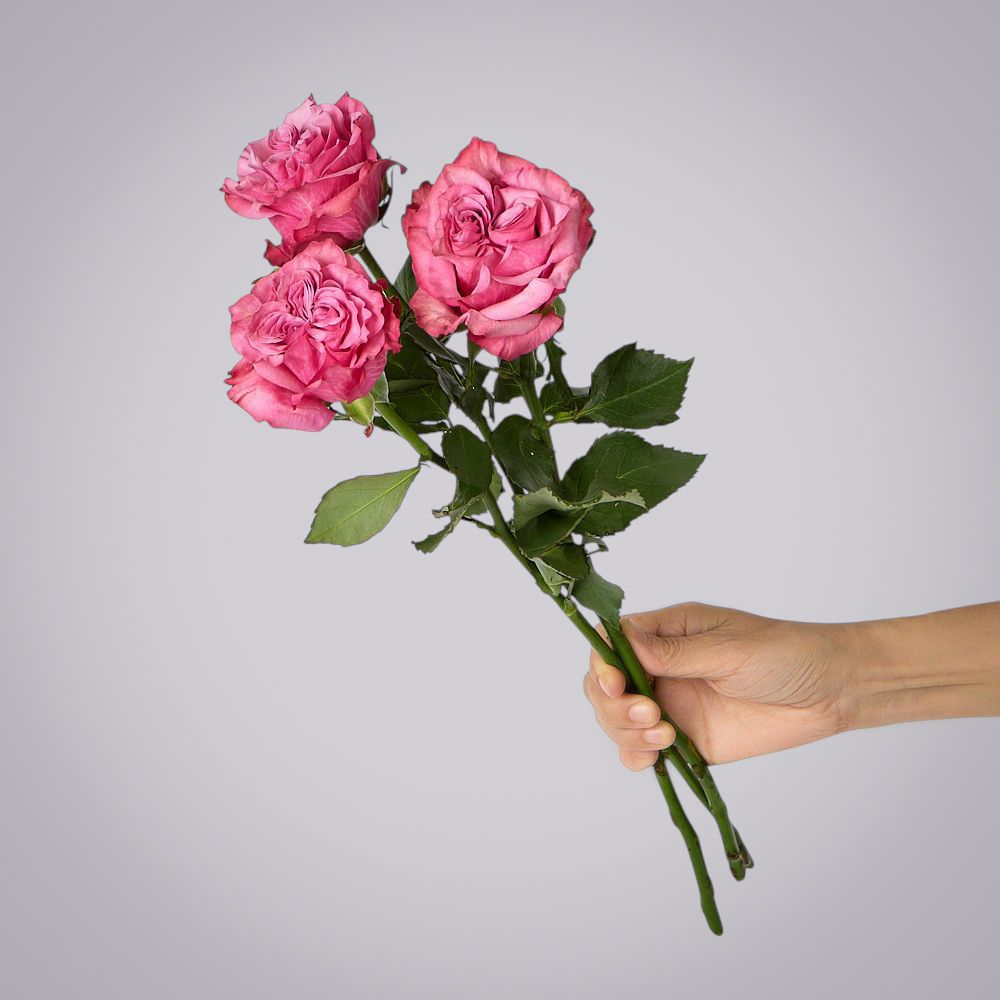 роза country blues 3ст 