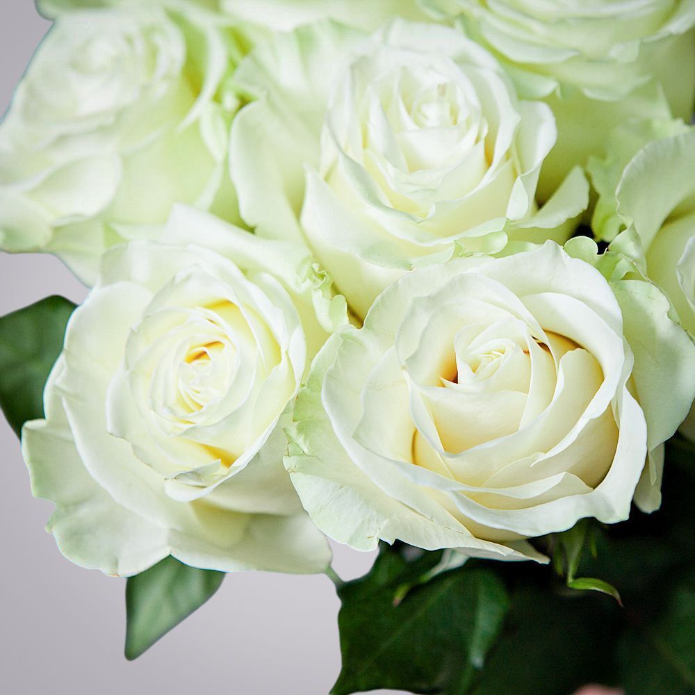 монобукет 9 роз "mondial" под ленту 