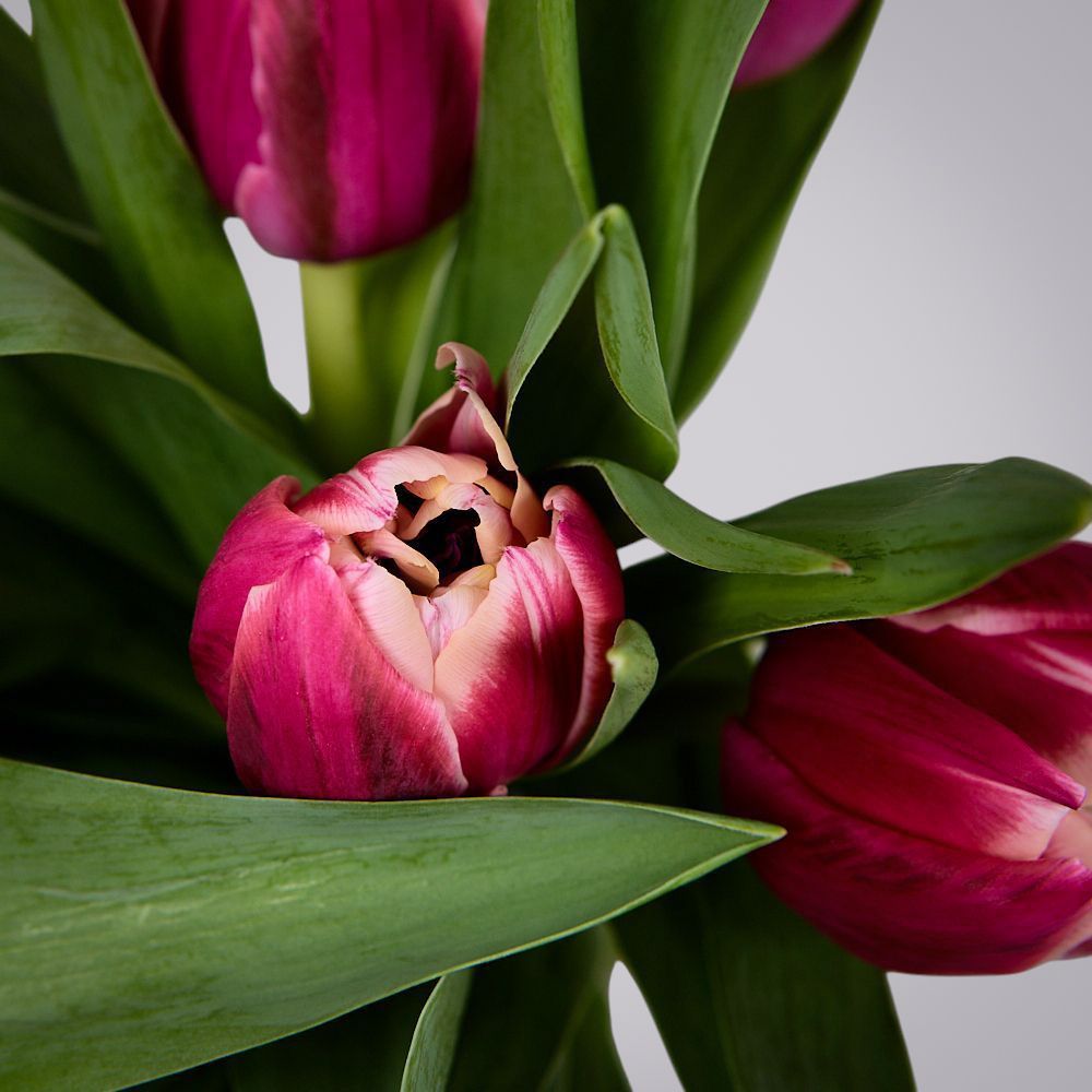 монобукет из 11 тюльпанов "каламбус" в упаковке 