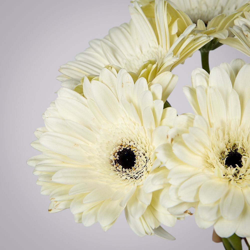 монобукет из 5 белых гербер под ленту  