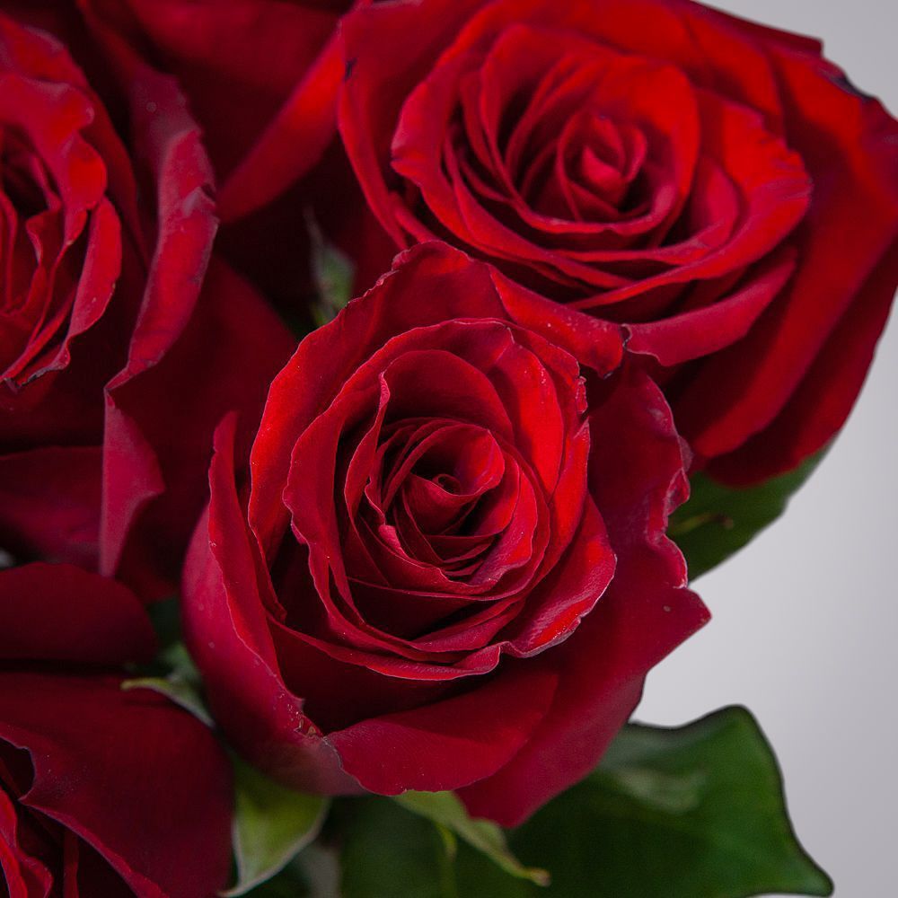 монобукет 7 роз "explorer" под ленту 