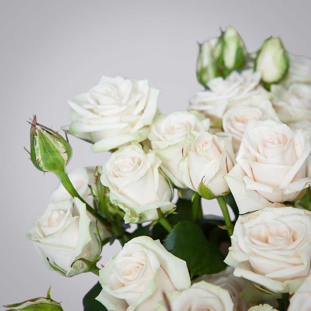 монобукет 9 роз "porcelaine" под ленту 