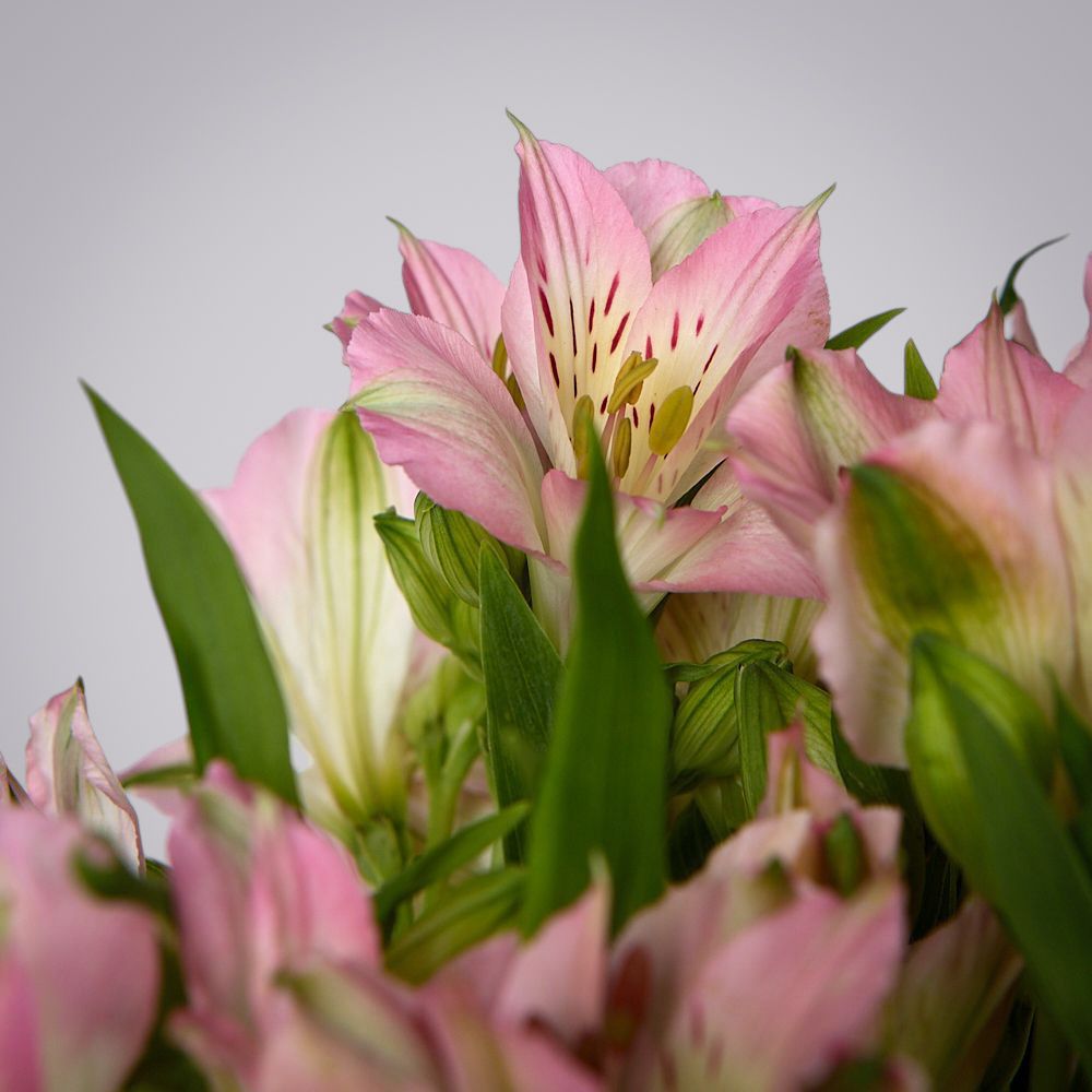 монобукет из 5 розовых альстромерий под ленту 