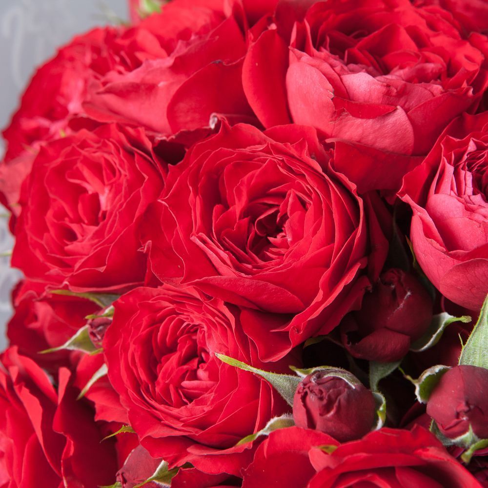 монобукет 5 кустовых роз "scarlett" в упаковке 