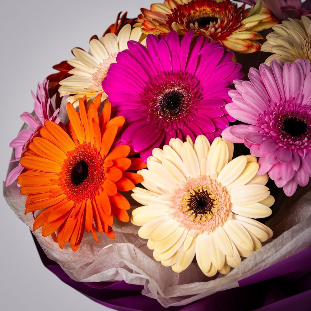 монобукет из 11 гербер в упаковке с тишью 