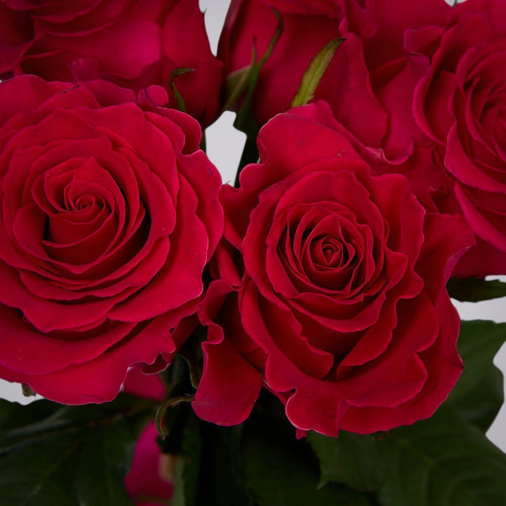 монобукет 11 роз "gotcha" под ленту 