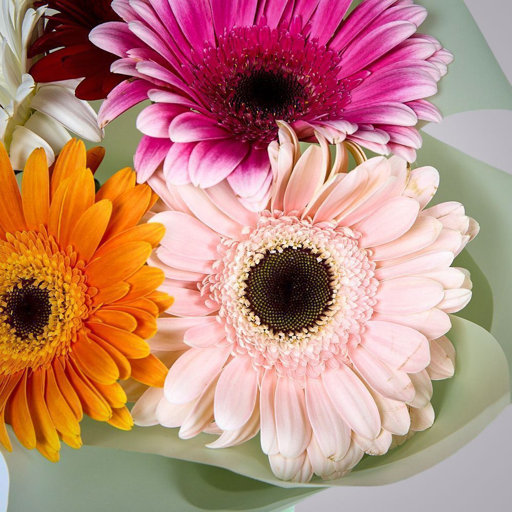 монобукет из 5 гербер микс в упаковке 