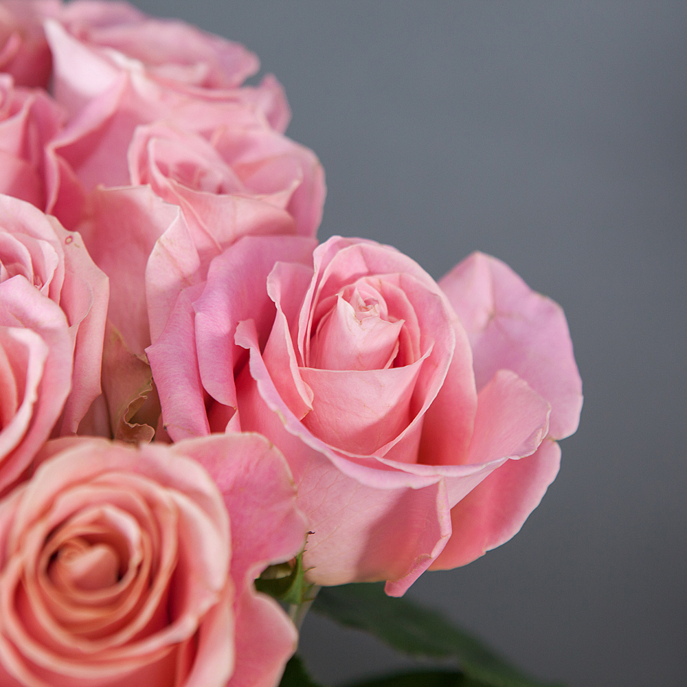 монобукет 25 роз «hermosa» под ленту 