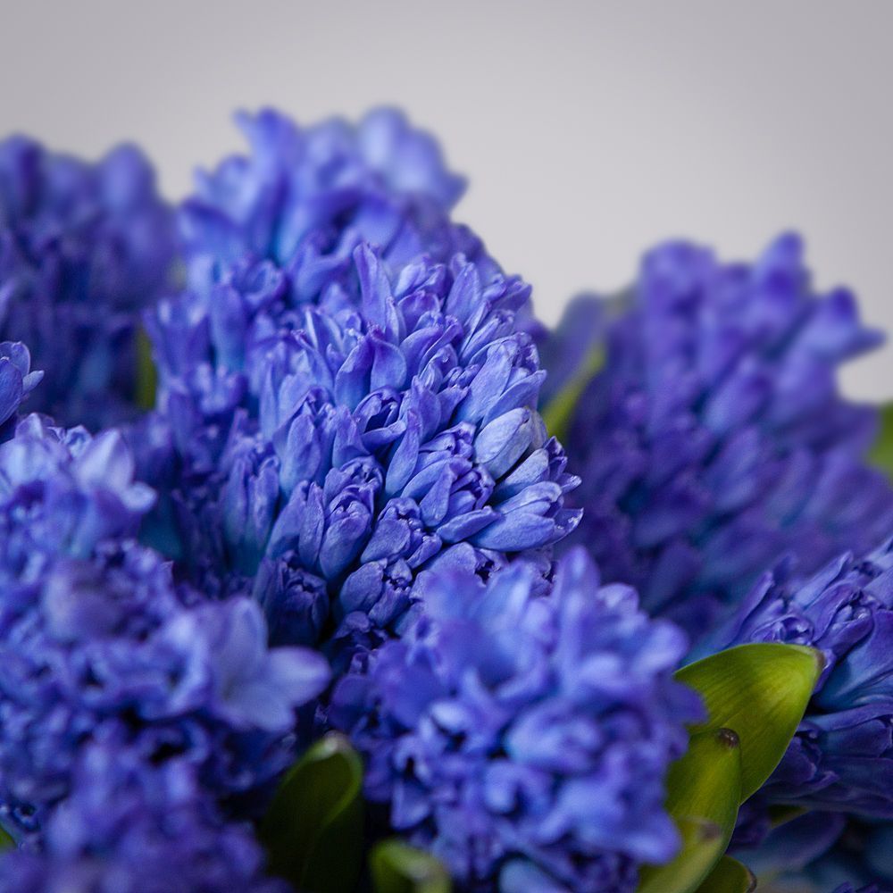 монобукет синие гиацинты 25 шт под ленту 