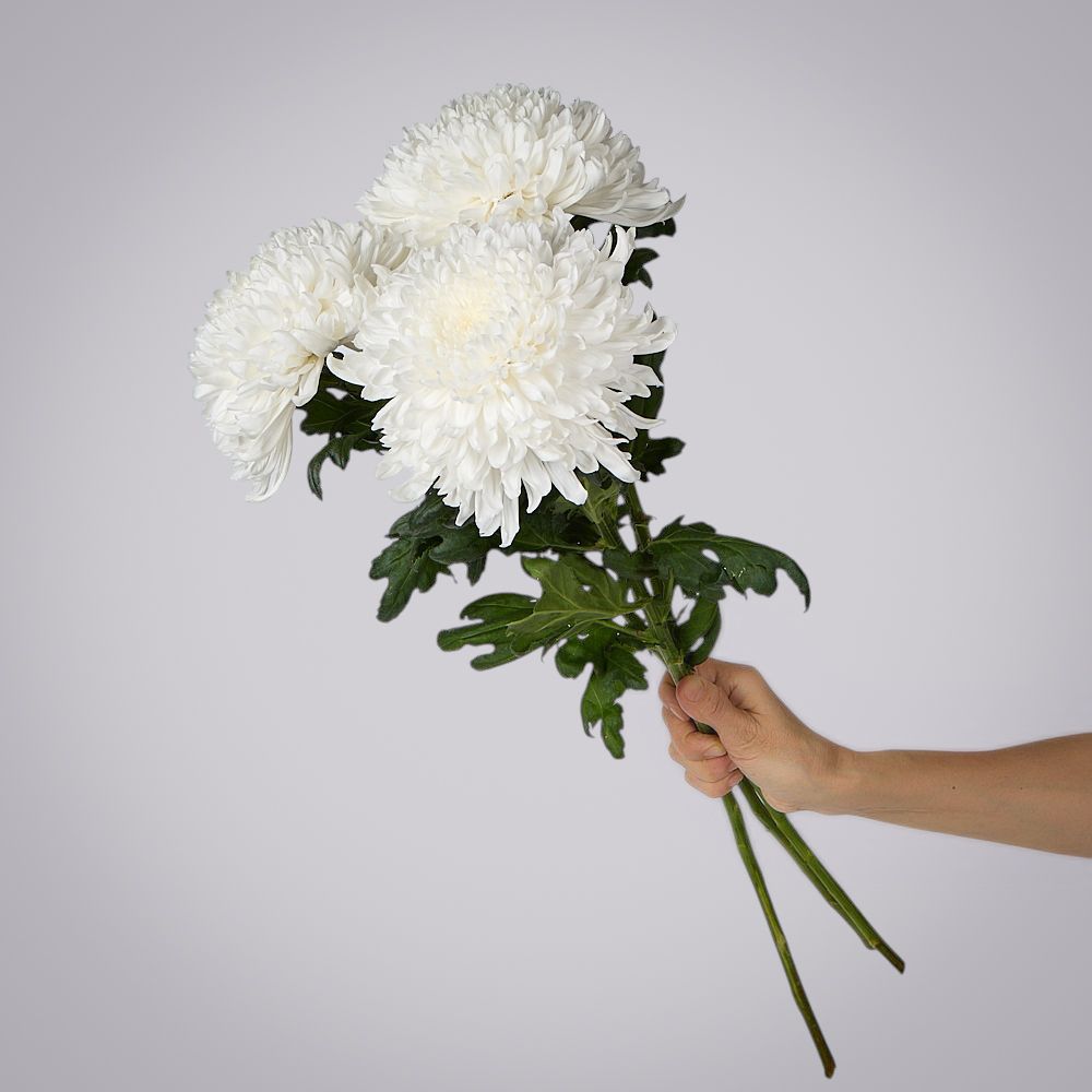 хризантема одноголовая 3ст 