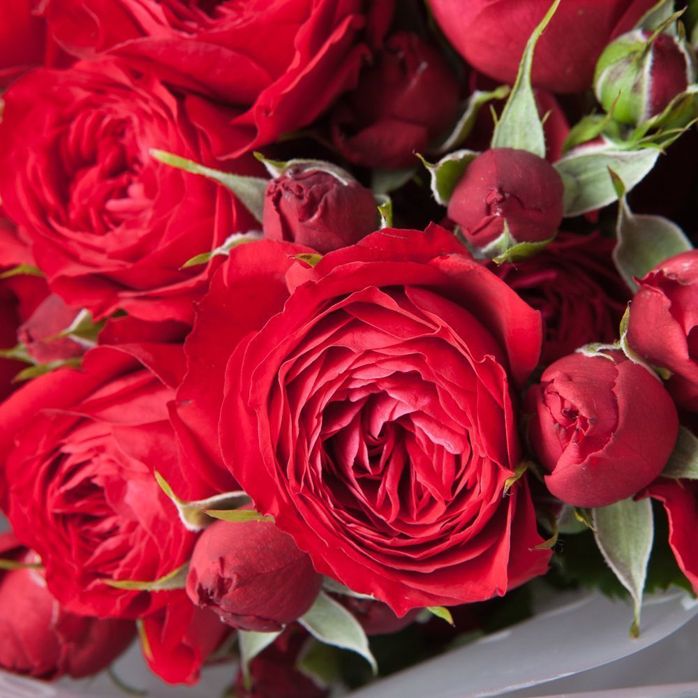 монобукет 5 кустовых роз "scarlett" в упаковке 