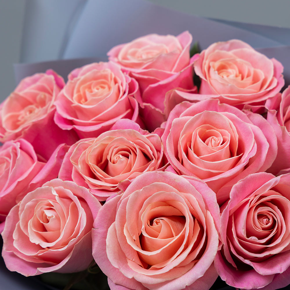 букет  из 11 пудрово-розовых эквадорских роз 