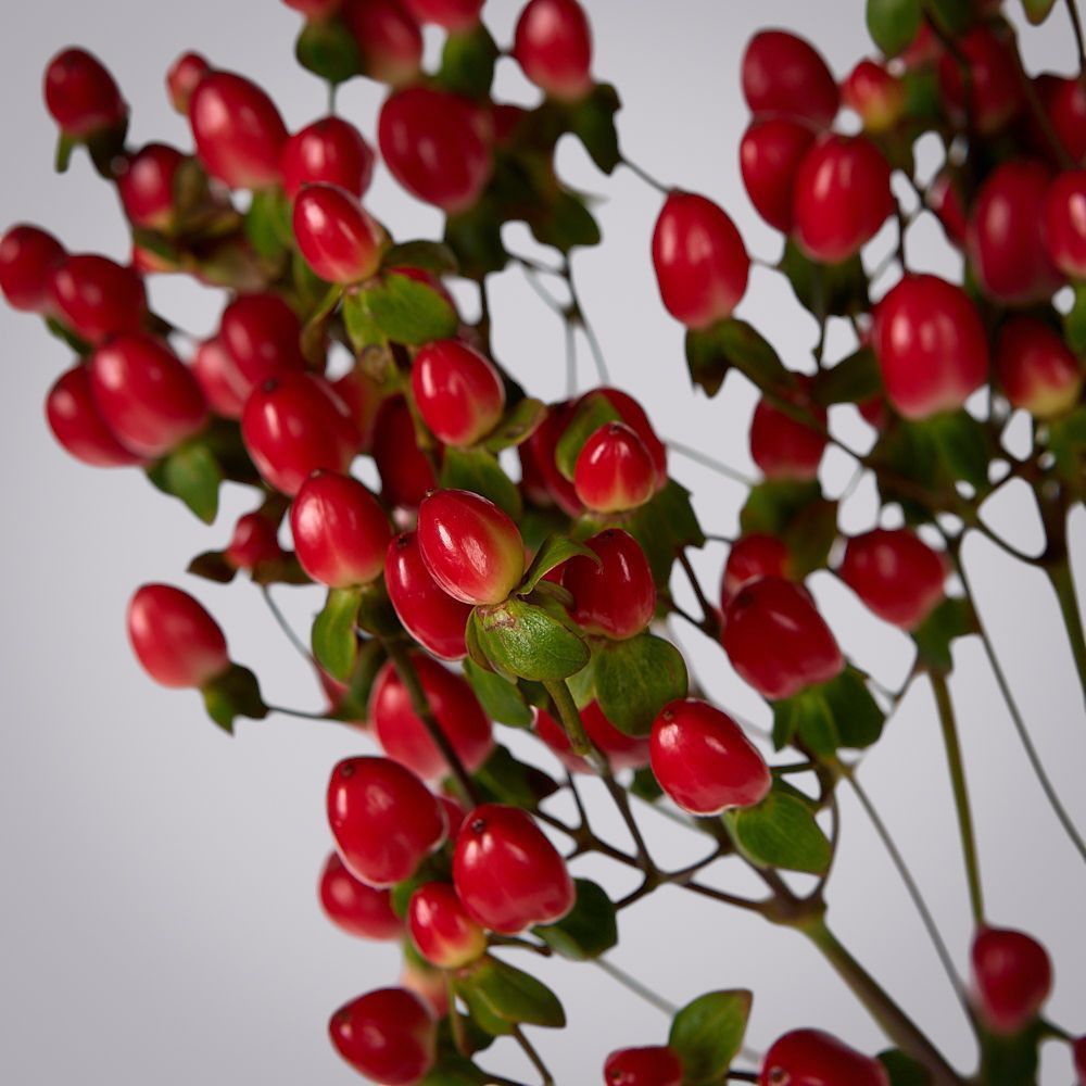 гиперикум красный 3ст 