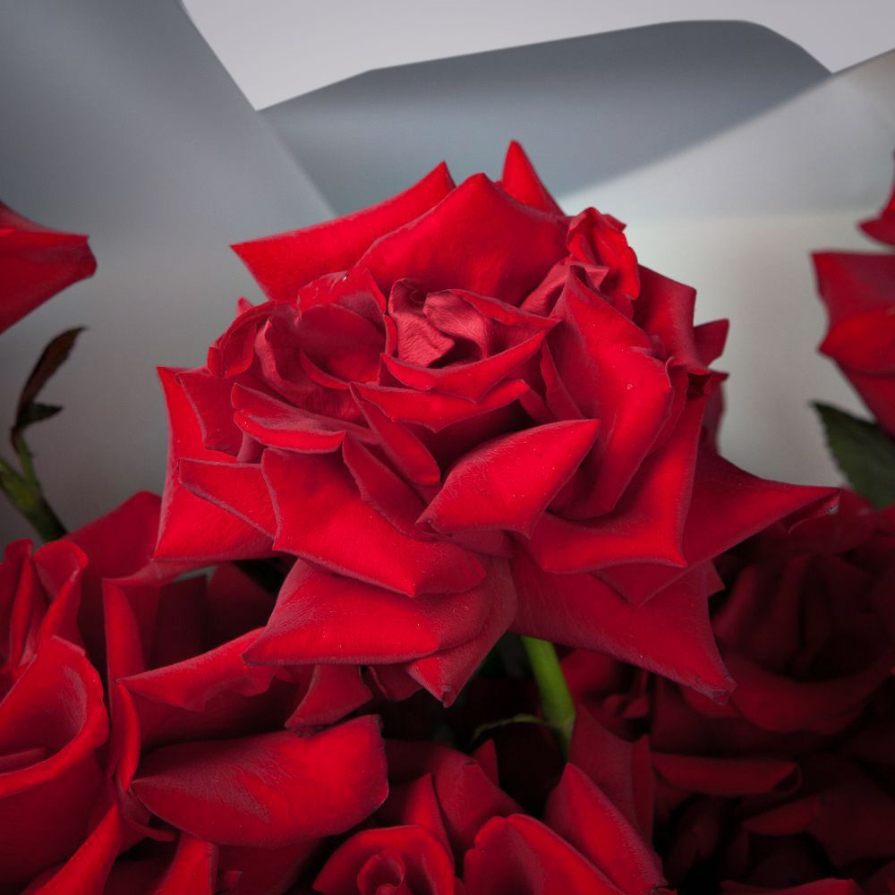 монобукет из 11 роз "explorer" французский поцелуй 